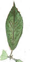 イチイガシの葉の表面